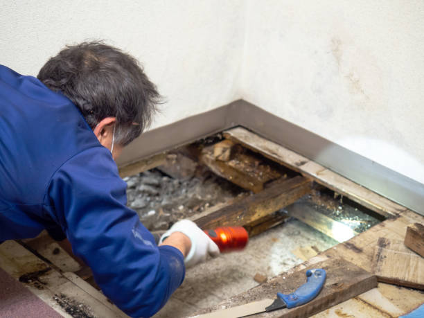 Best Mold Testing  in Spurgeon, TN