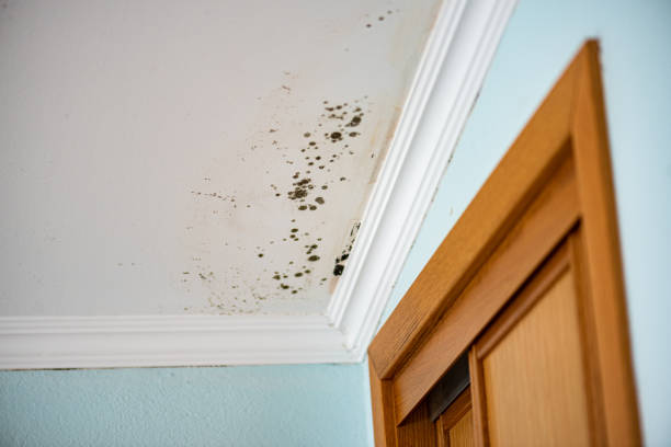 Best Emergency Mold Removal  in Spurgeon, TN
