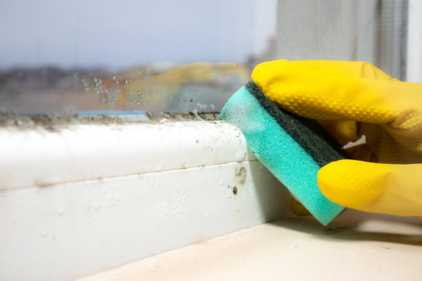 Best Toxic Mold Removal  in Spurgeon, TN
