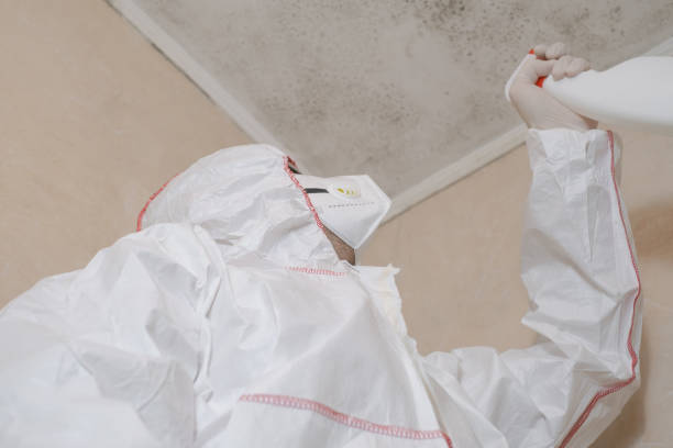 Best Mold Damage Repair  in Spurgeon, TN