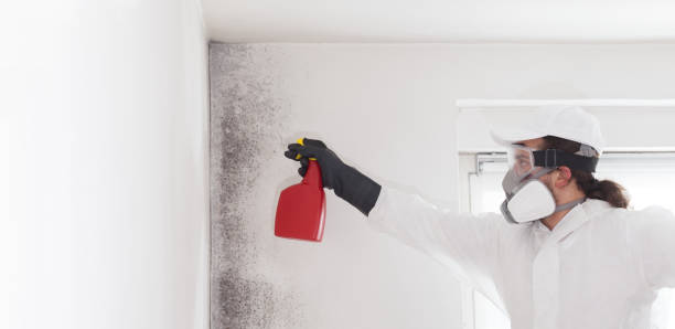 Best Mold Remediation  in Spurgeon, TN