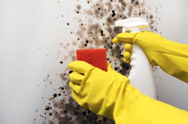 Reliable Spurgeon, TN Mold Removal Solutions