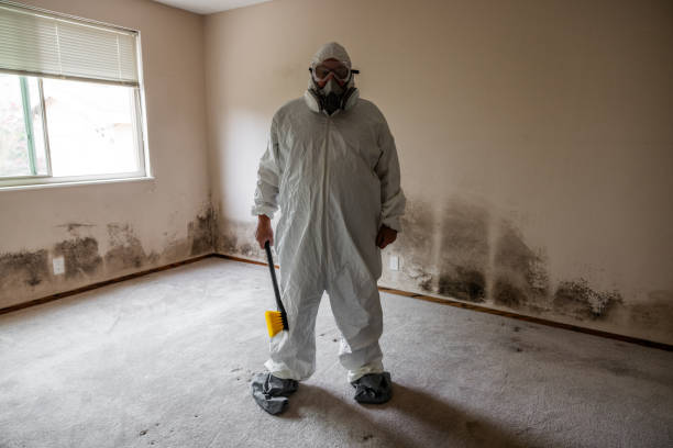 Best Office Mold Removal Services  in Spurgeon, TN