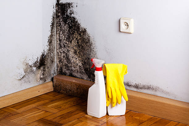 Best Black Mold Removal  in Spurgeon, TN