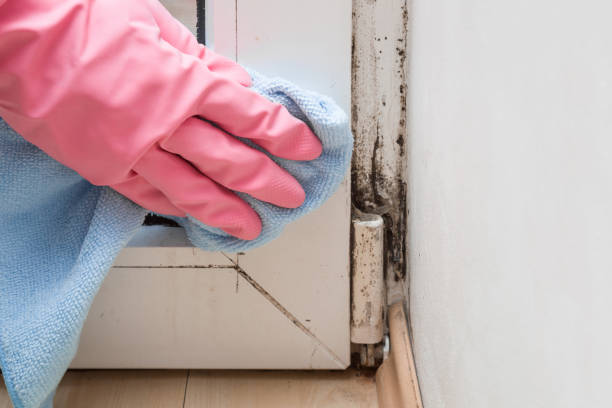 Best Mold Removal Near Me  in Spurgeon, TN
