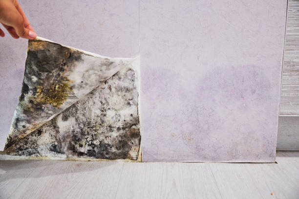 Attic Mold Removal in Spurgeon, TN